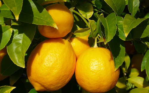 Citrom-díjra jelölhetjük a civil szféra rombolóit