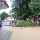 Faág zuhant a járdára Dombóváron