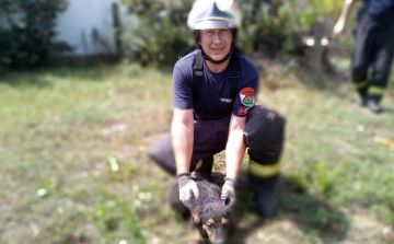 Kiskutyát mentettek a dombóvári tűzoltók 