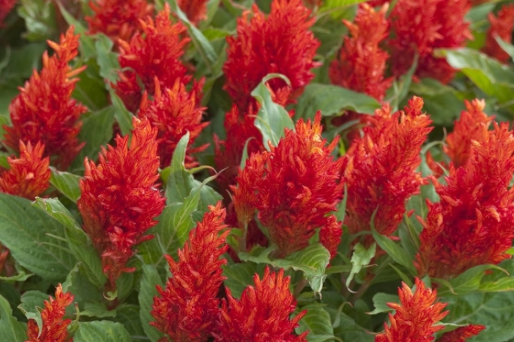 Magyar kakastaréj az idei év legszebb dísznövénye