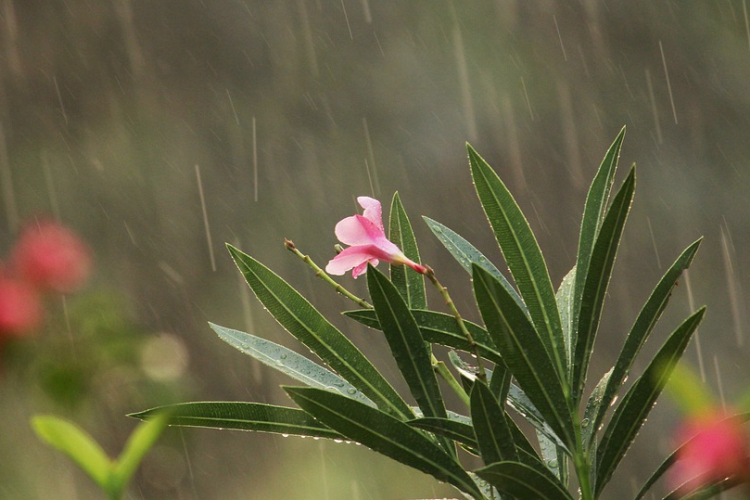 Május utolsó hetében csapadékosabb lesz az idő
