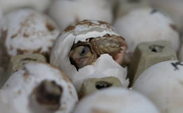 Sarkantyús teknősök keltek ki a debreceni állatkertben