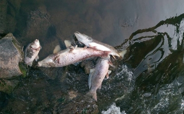 A dombóvári horgász egyesület rendőrségi feljelentést tett a Kaposon történt halpusztulás miatt 