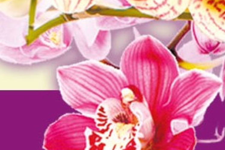 Valentin napi ORCHIDEA vásár