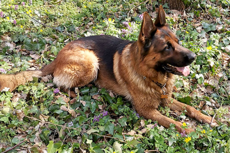 Eltűnt Alfa, a rajzos németjuhász kutya