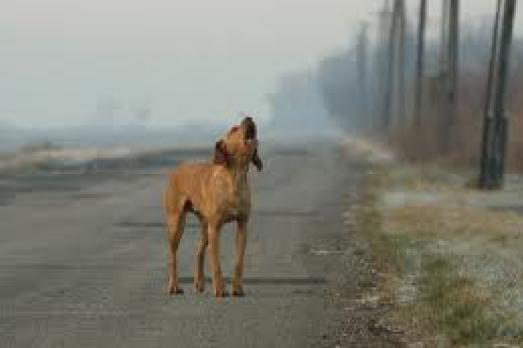 Drámaian megnőtt a kóbor kutyák száma 