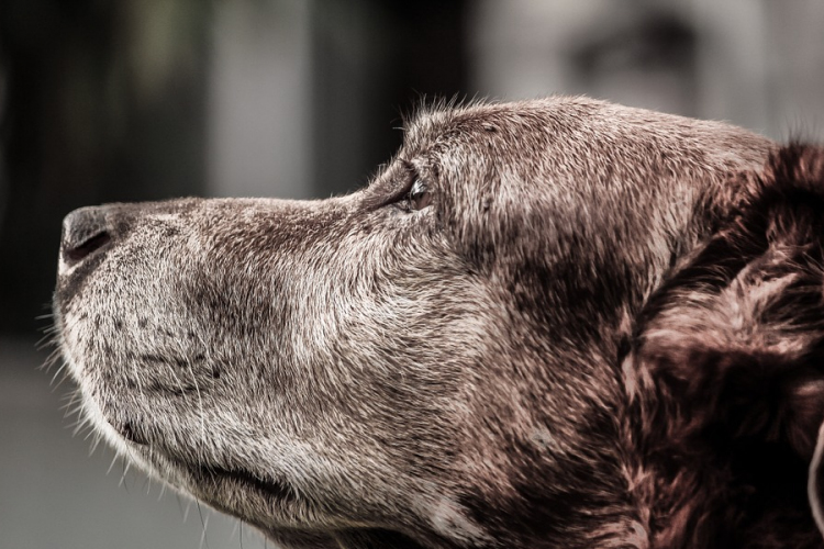 A kutyák kizárólag a hangjuk alapján is felismerik a gazdájukat 