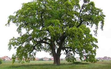 A fáknak is van belső órájuk