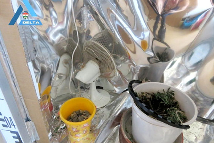 A szekrényben nevelte a kannabiszt egy kaposszekcsői férfi