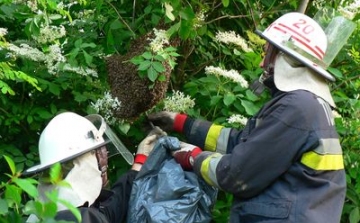 Méhek veszélyeztették a bölcsiseket Dombóváron