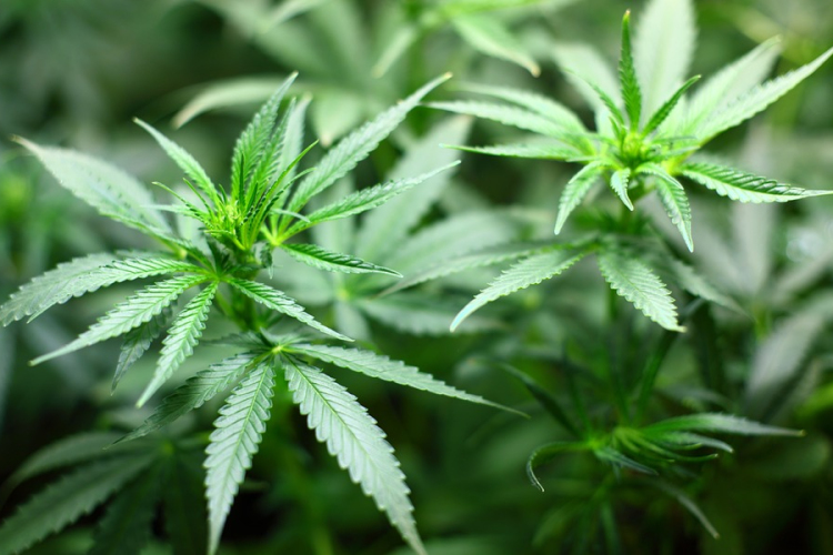 Egymás szomszédságában termesztett kannabiszt egy testvérpár Nógrádban
