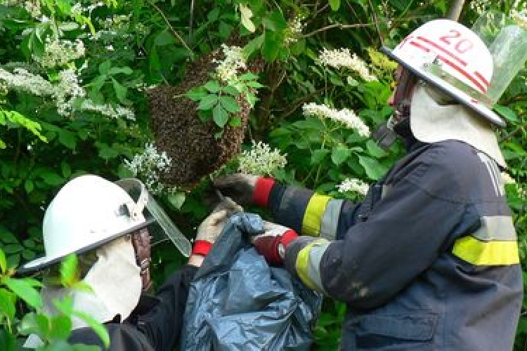 Méhek veszélyeztették a bölcsiseket Dombóváron