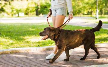 Veszettség elleni eboltást tartanak Dombóváron
