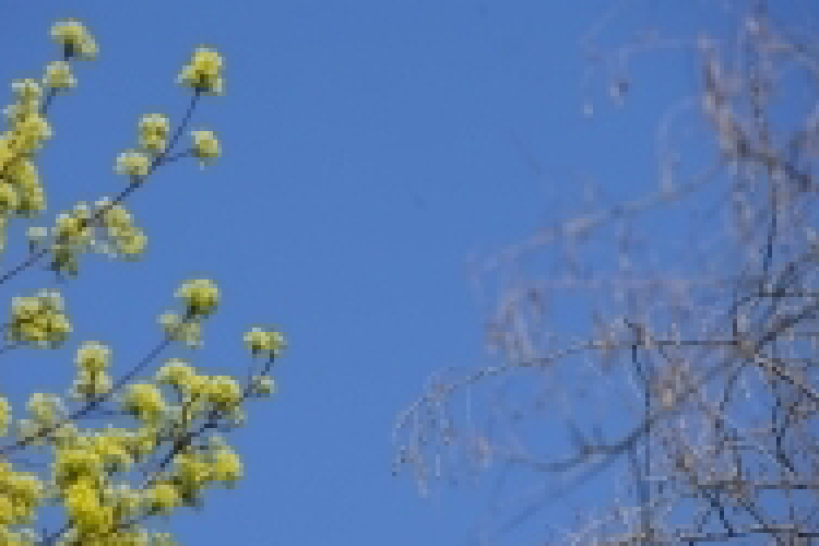 A tavaszi pollenszezon csúcsidőszakában vagyunk