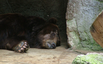Nem látszott a medveárnyék, rövid lesz a tél