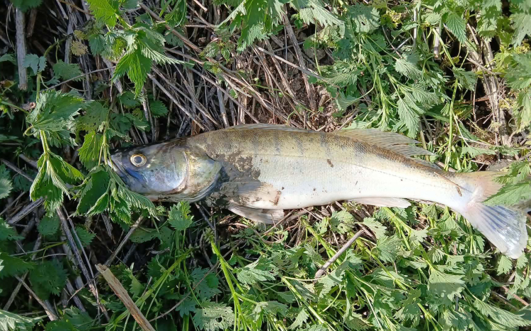 Újabb környezetszennyezés a Kaposon, pusztulnak a halak