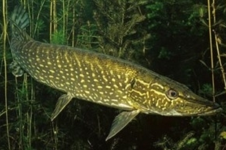 Még idén védelmet kap a természetes vizek halállománya