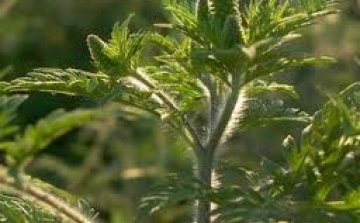 Eljárás indul a parlagfű-mentesítés elmulasztása miatt