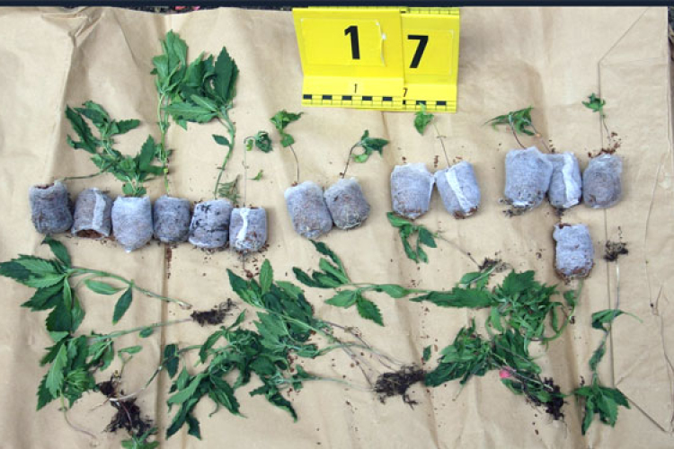 A nappalijában termesztett kábítószert egy férfi Vásárosdombón