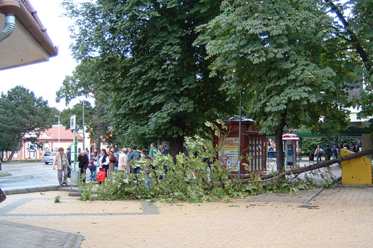 Faág zuhant a járdára Dombóváron