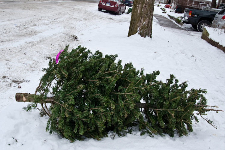 Gyűjtőpontokról szállítják el a fenyőfákat Dombóváron
