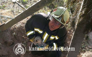 Kiskutyát mentettek a dombóvári tűzoltók